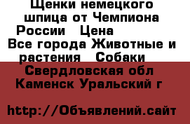 Щенки немецкого шпица от Чемпиона России › Цена ­ 50 000 - Все города Животные и растения » Собаки   . Свердловская обл.,Каменск-Уральский г.